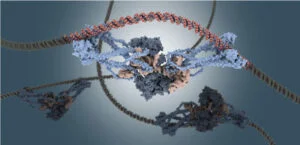 Aging DNA