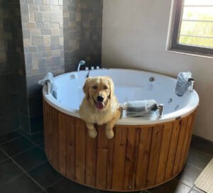 My Lovely Dog Zoe