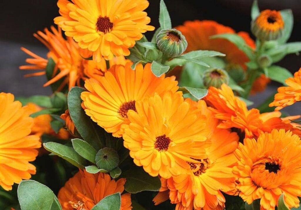 Pot Marigold