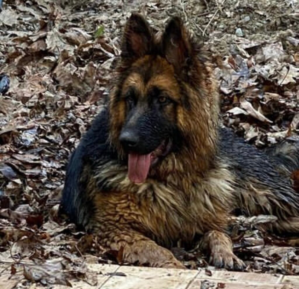 All About German Shepherds: Traits, Care, and History - had.com